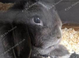 Rabbit for sale