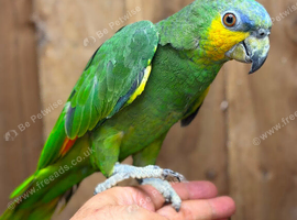 Orange winged Amazon