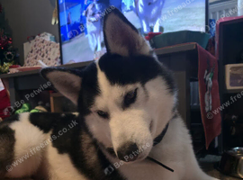 Rex, 4 year old dog