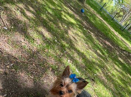 Mini Yorkshire Terrier girl