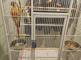 Conure