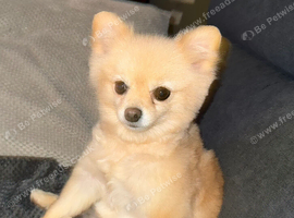 Female Pomeranian
