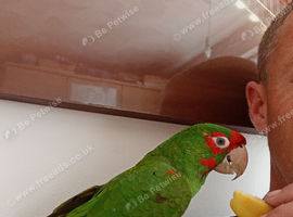 Lovely parrot for sale