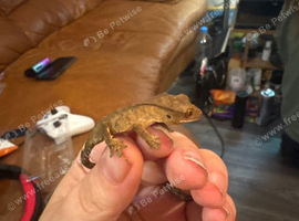 3 unsexed crested geckos