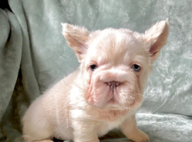 Lovely frenchies puppies