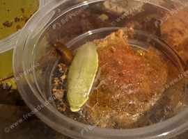 Panchlora Nivea