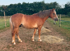 13hh Dartmoor hill pony