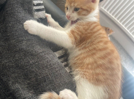 Beautiful kitten
