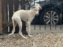 Saluki