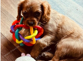 8 WEEKS TODAY 2 RUBY GIRLS LEFT