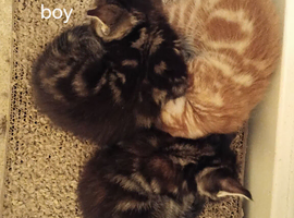 9 week old kittens