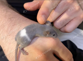 Fancy Mice