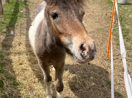 shetland for sale