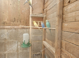 Budgies for sale