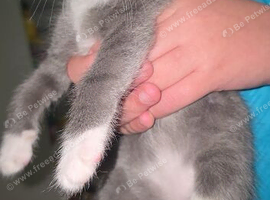 Kitten Boy 8 weeks old.