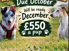 Lurcher