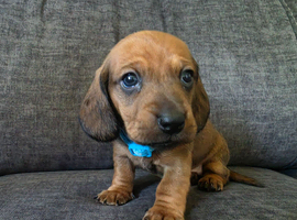 Miniature Dachshund puppies