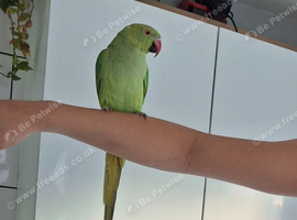 1 years old indian ringneck parrot