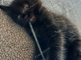 8 weeks old ready next wednesday
