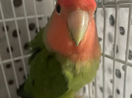 Very beautiful peach lovebird male
