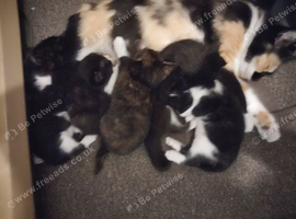 Mixed breed
