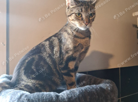 Female cat