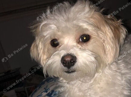 Adorable Maltipoo Puppy
