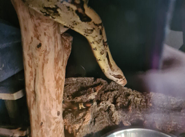 Female boa constrictor