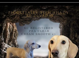 Stunning cream mini Dachshund stud boy