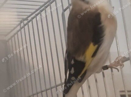 Siberian pied & chev goldfinches.