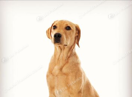Labrador for stud, KC Registered