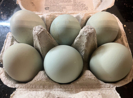 Lavender Araucana Trio