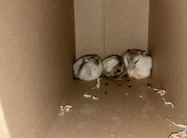 Russian dwarf hamsters