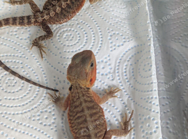 Baby bearded dragons for sale in southeast London SE7