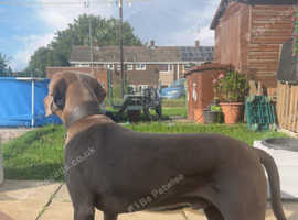 KC WEIMARANER MALE FOR STUD