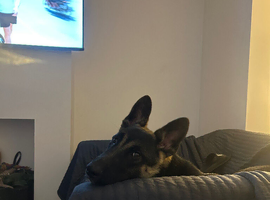 Mali x gsd