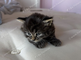 Mixed Kittens