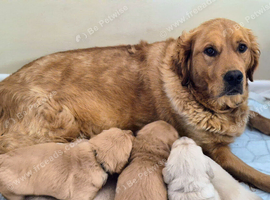 Golden retriever puppies