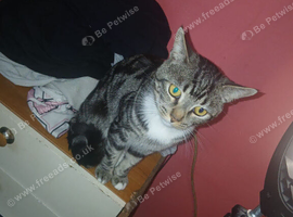 1 year old cat free to good home