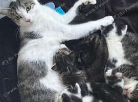 6 beautiful kittens for sale