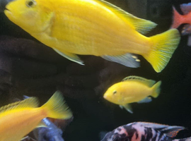 Malawi yellow lab
