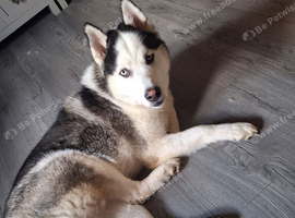 Home needed for 9 month old boy