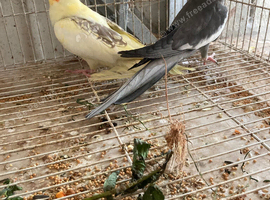 Pair Cokatail