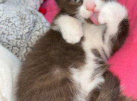 5 kittens ready now
