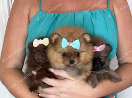 KC registered Pretty Pom Puppies