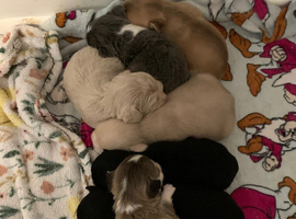 French bulldog cross