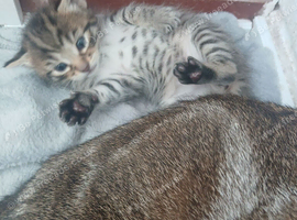 3 beautiful kittens