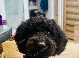 Gentle and loving poodle girl