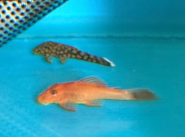 Small Super red plecos