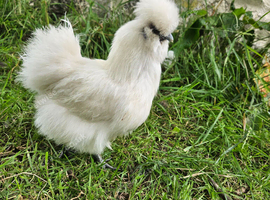 Silkies and mixed bantam